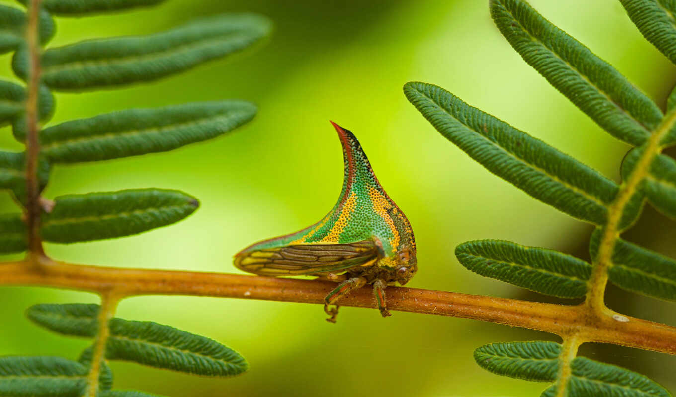 bug, Honduras, pico, nice