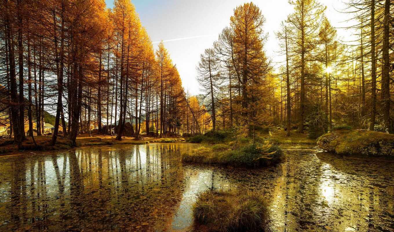 дерево, лес, собака, осень