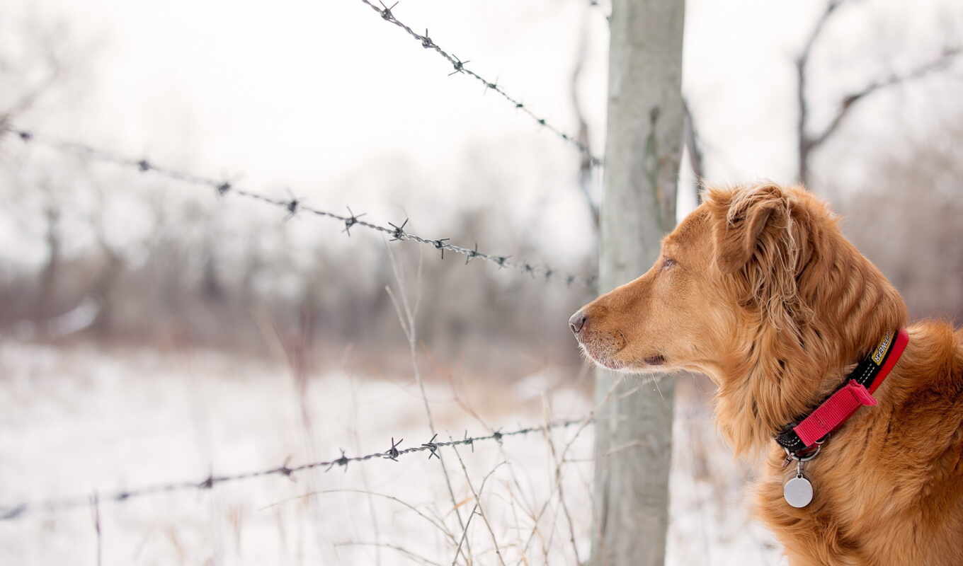 dog, fence