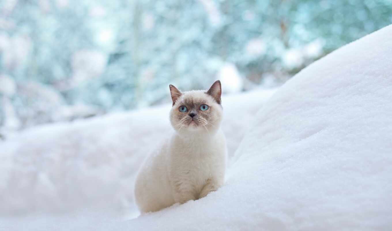 priroda, vzglyad, kot, zima, белый, снег, кошка, животное, узкий, хорошії, shirokoformatnyi