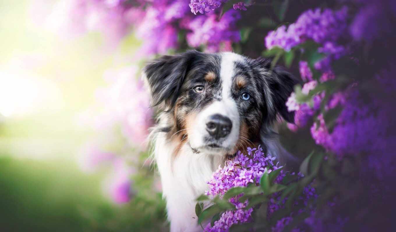 photographer, dog, awesome, spring, lilac, among, natalie, bush, australian, auss
