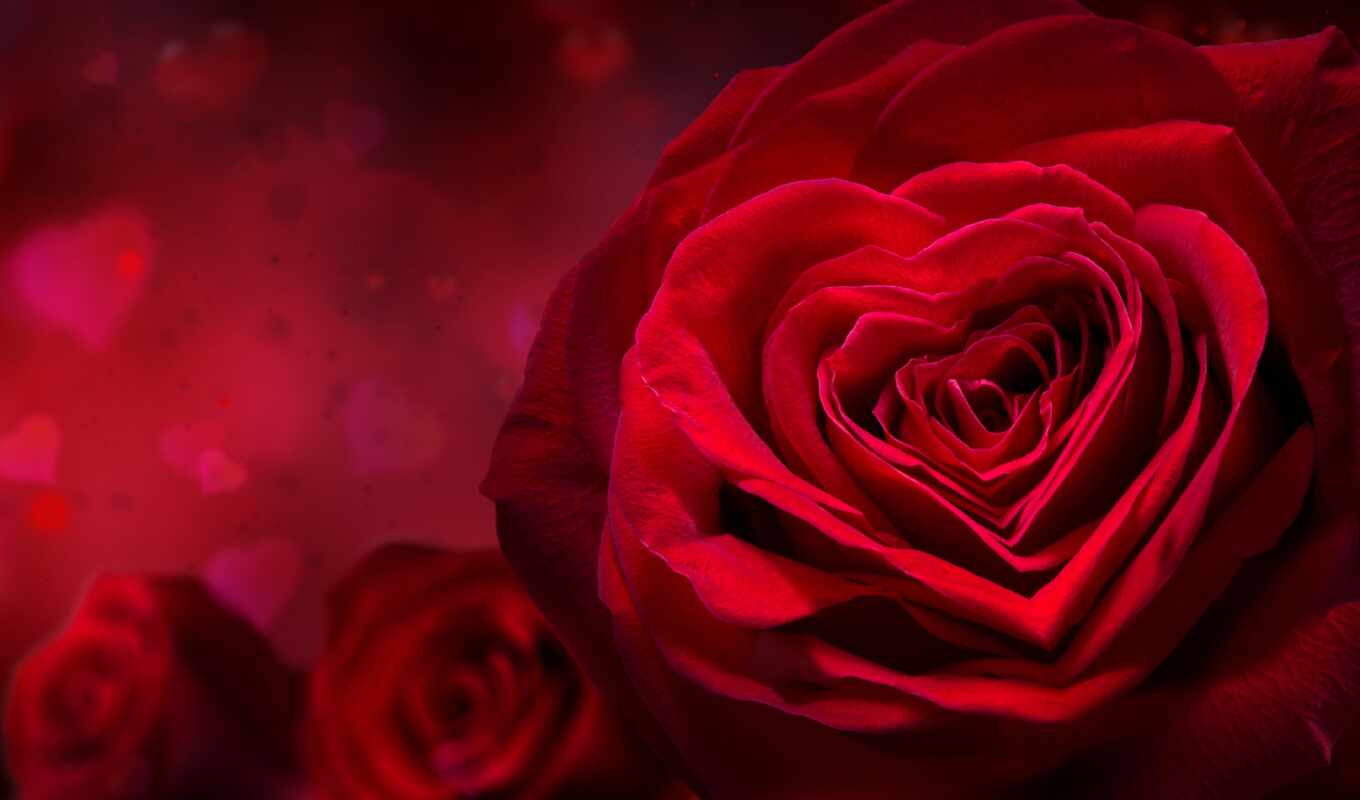 цветы, роза, фон, red, красивый, amor, release, quantity