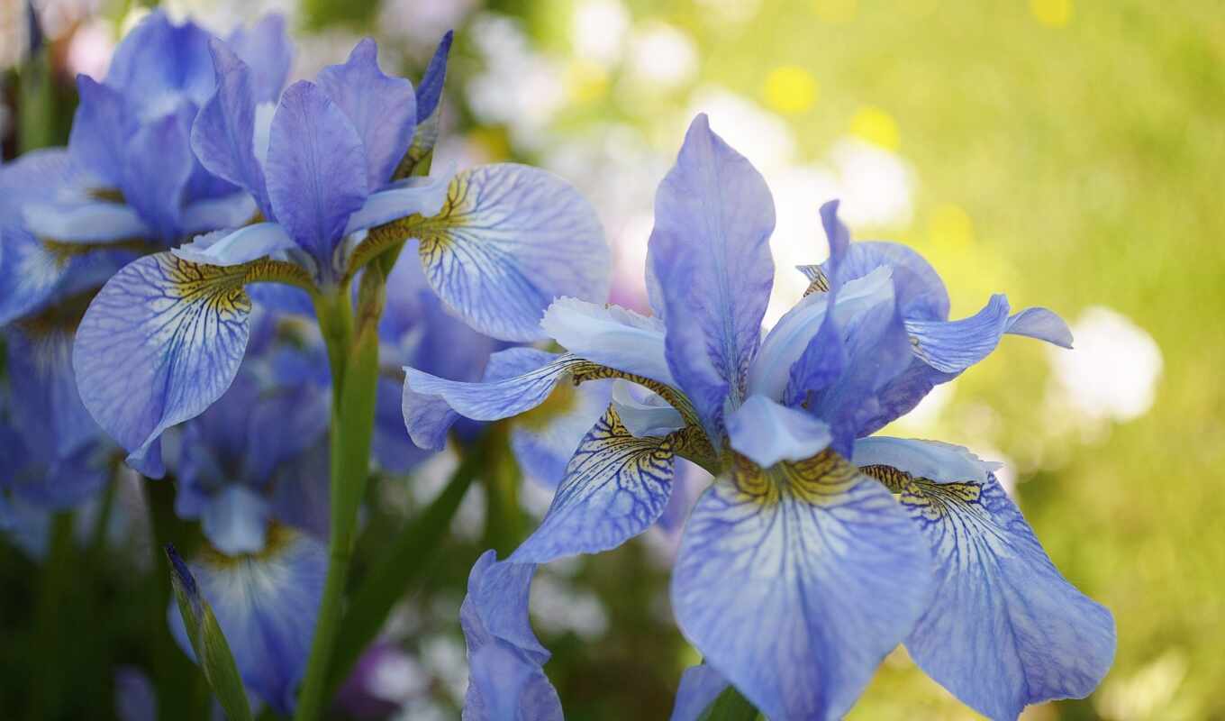 цветы, blue, весна, side, shooting, iris, makryi, baushka