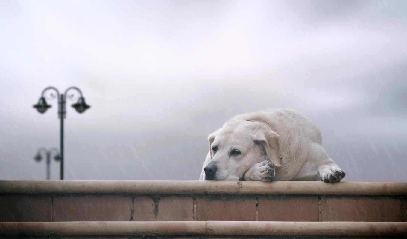 собака, labrador, yellow, грусть, ложь