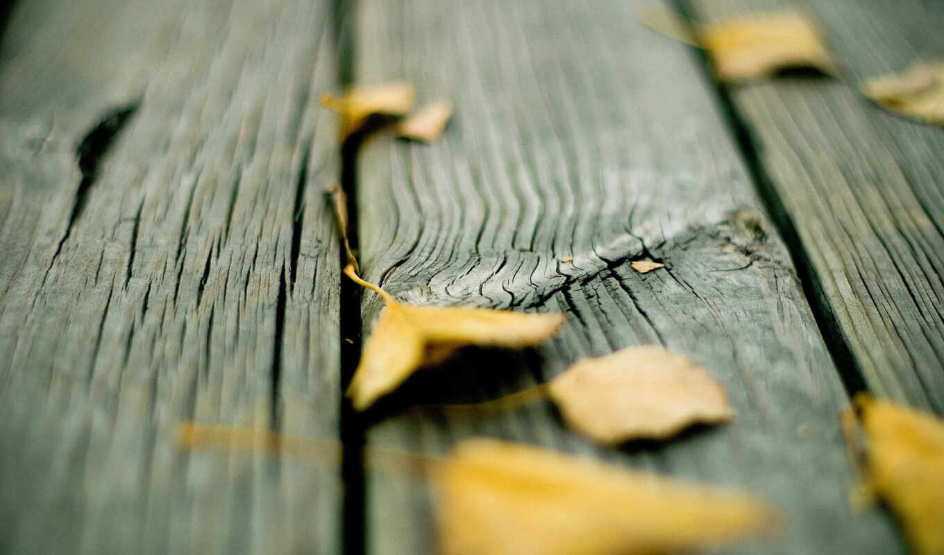 leaves, autumn, images, to return, wood boards, floor, wooden