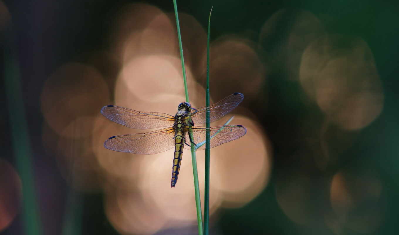 page, macro, dragonfly, blades of grass