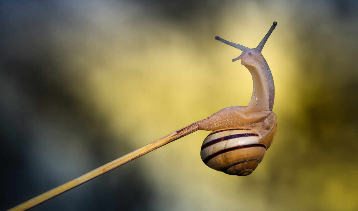макро, красивая, snail, улитки, маленькая