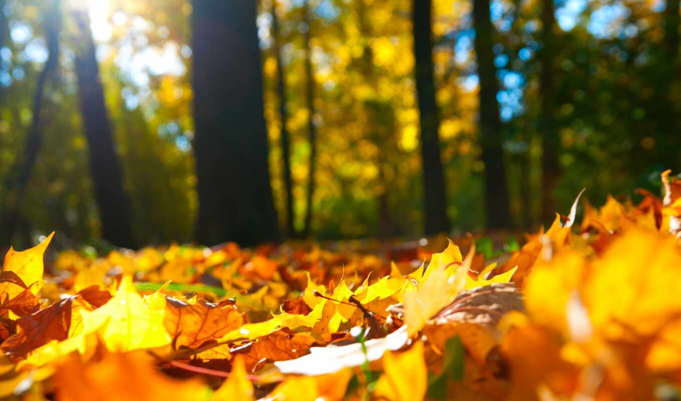 лес, осень, листва, trees