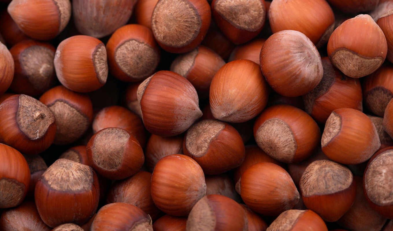 picture, forest, buy, areas, forest, hazelnuts, nut, avito, nuts, greek nuts, nuts