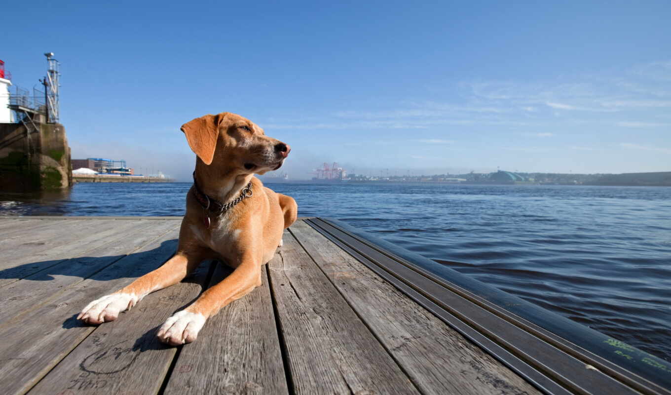 background, screen, with, perros, perro, herb, pier