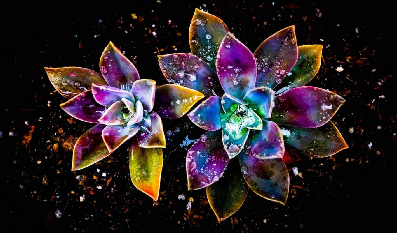 art, цветы, drop, красочные, abstract, purple, water, galaxy, color, kwiaty