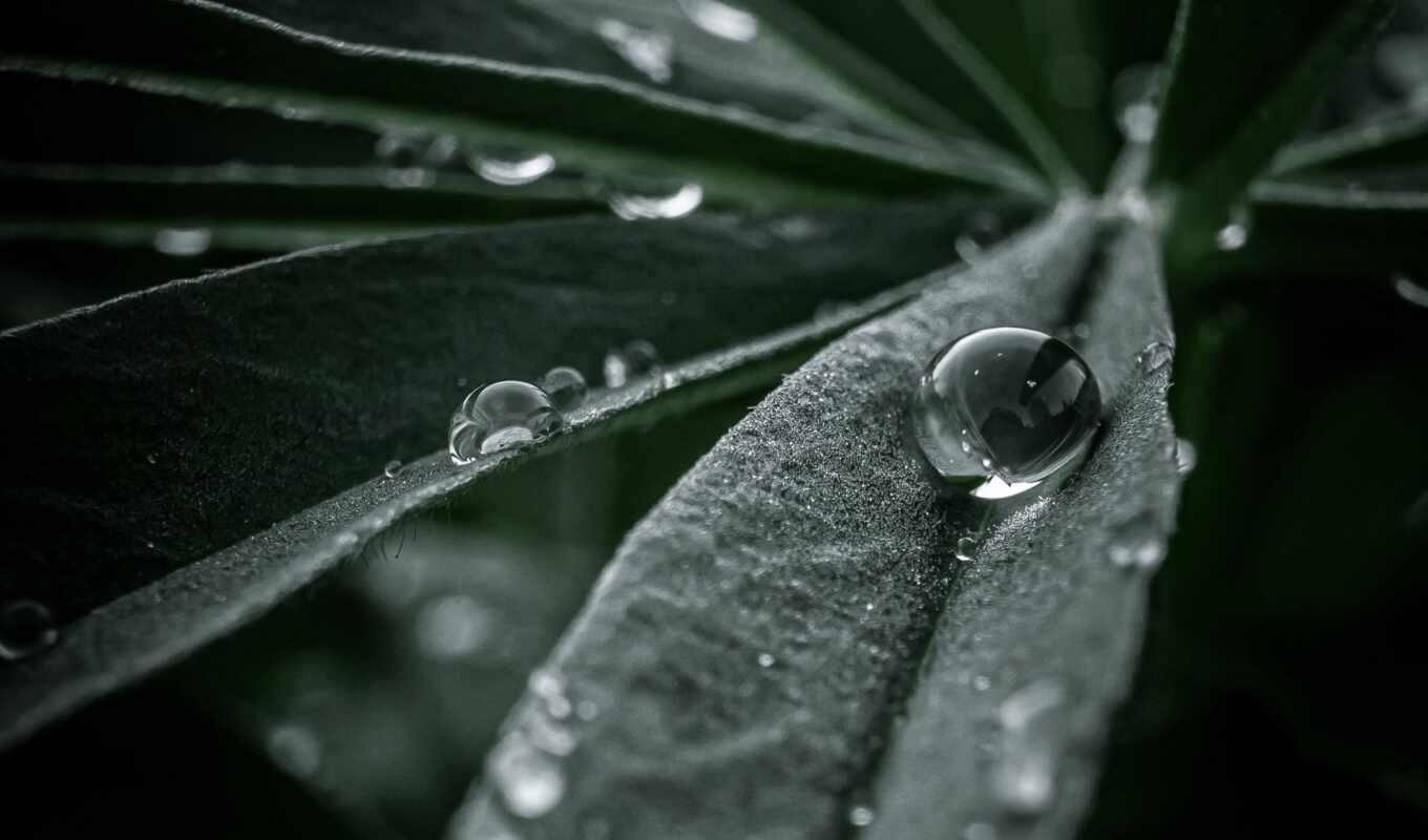 drop, water, leaf