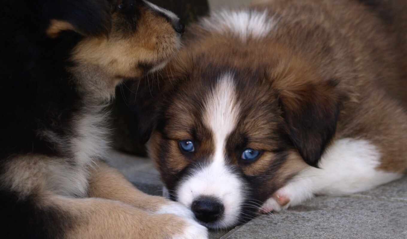 blue, eye, dog, puppy, awesome, animal, australian