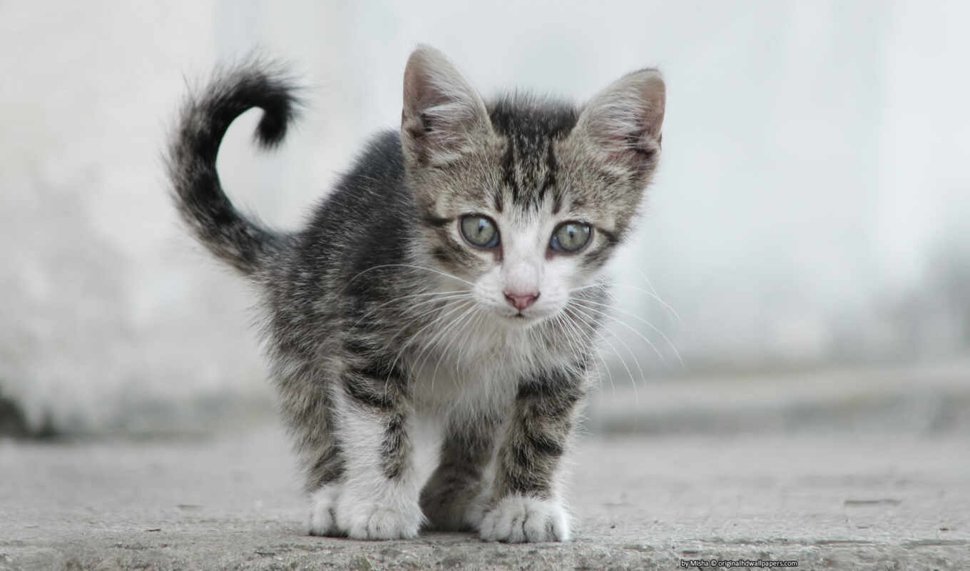 gray, cat, cute, animal, stripping