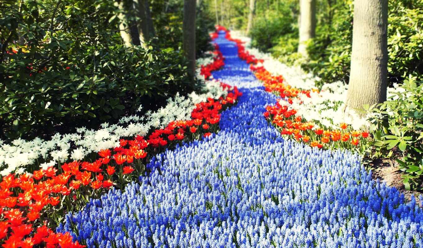 flowers, sun, road, tulips, path, holand