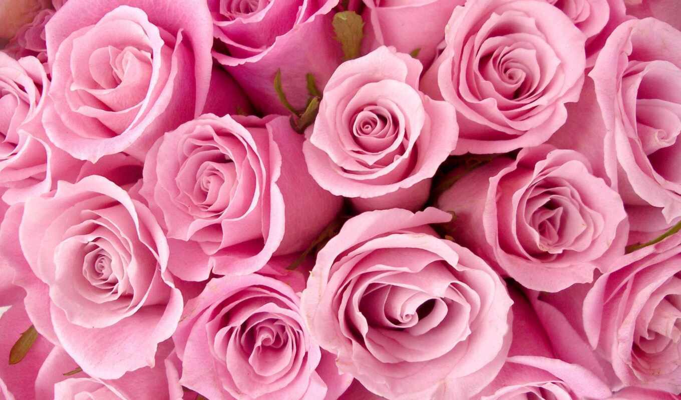 flowers, picture, roses, pink, pink, value, roses, photo wallpapers