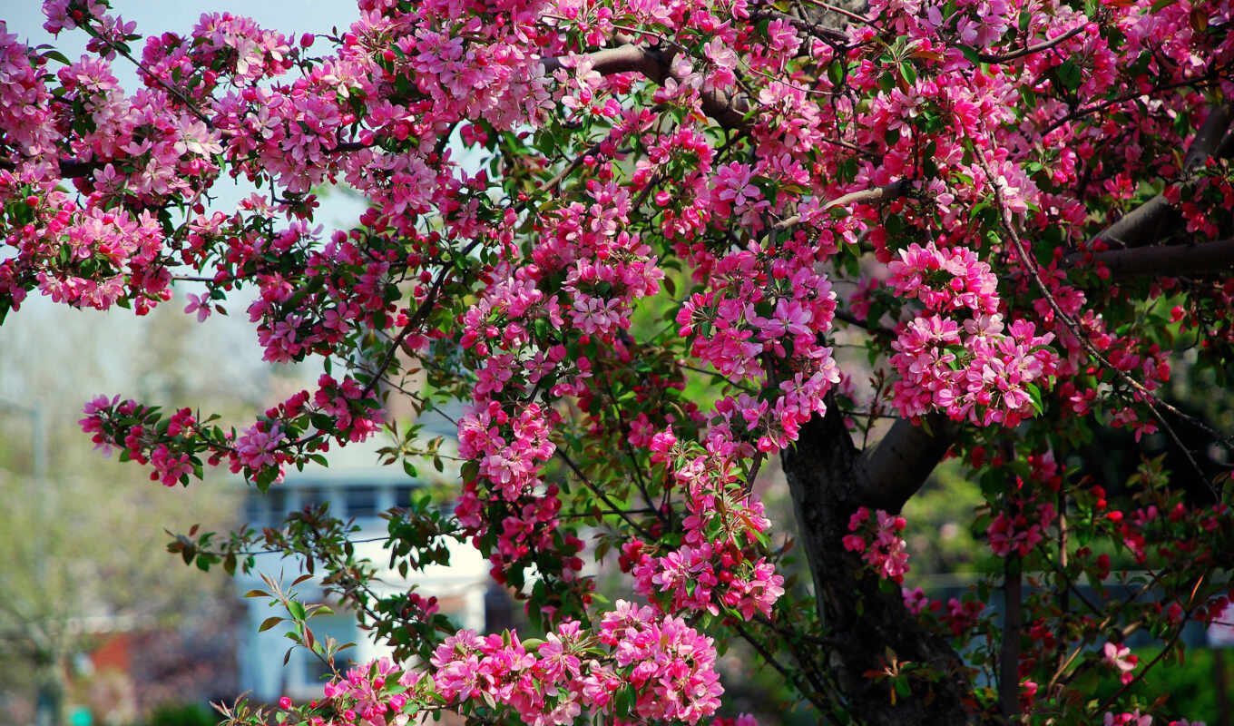 цветки, дерево, красивые, розовые, весна, цветение, cvety, яблоня