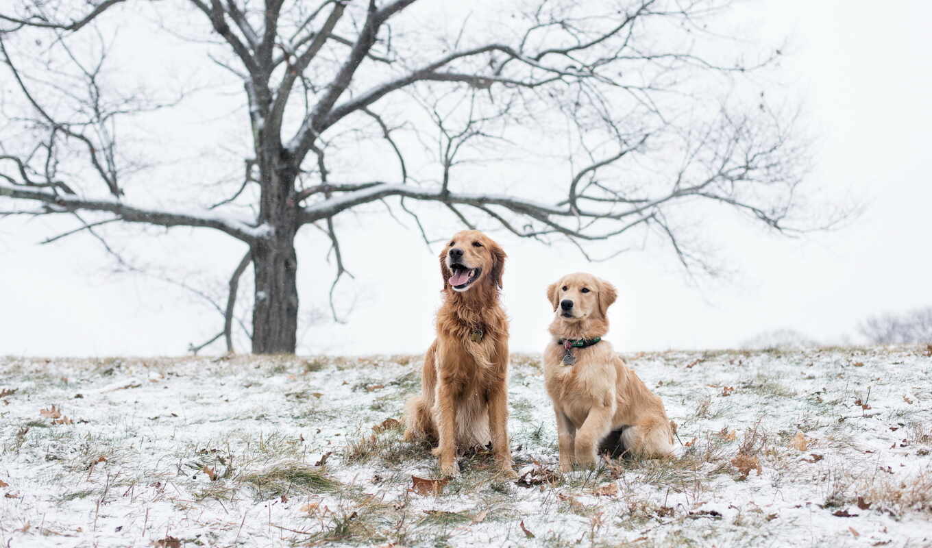 snow, two, year, dogs, dogs, awesome, snow, horoscope