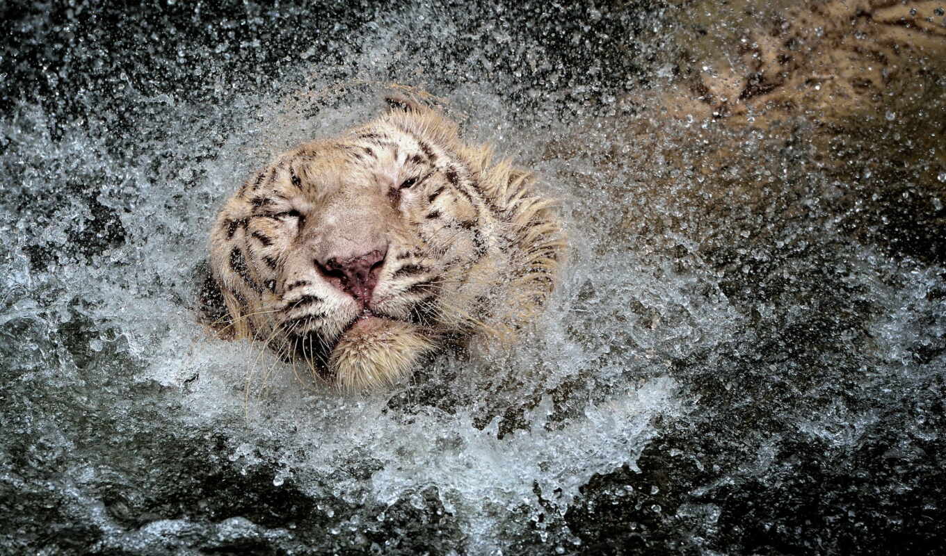 water, тигр, splash
