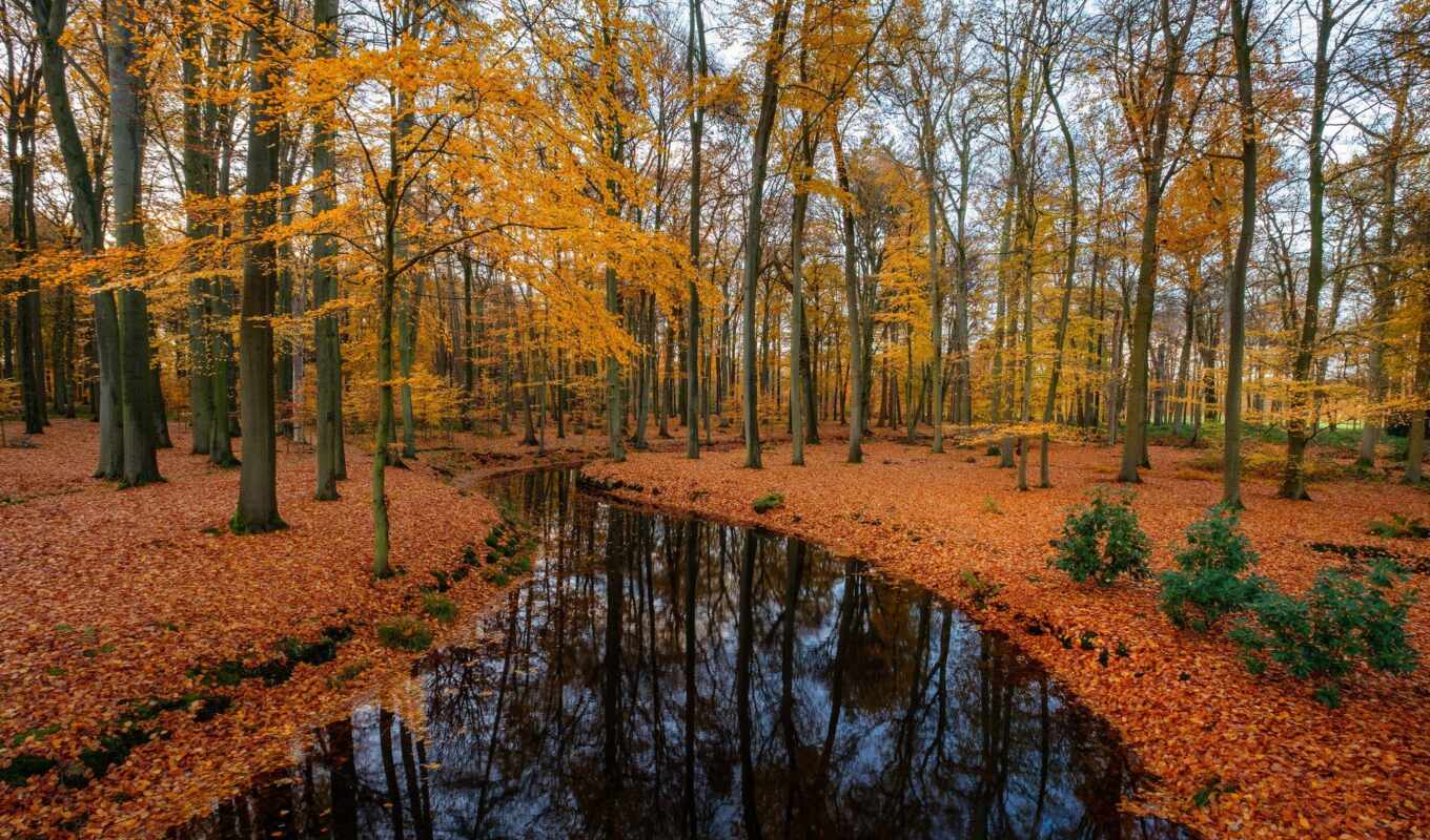 природа, дерево, лес, осень, красивый, река, дорогой, fore