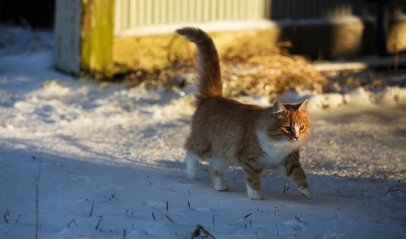 свет, red, снег, winter, прогулка, кот, поза, смотреть, kitty, gatto