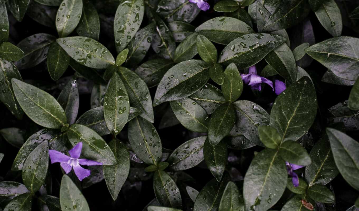 tibouchina