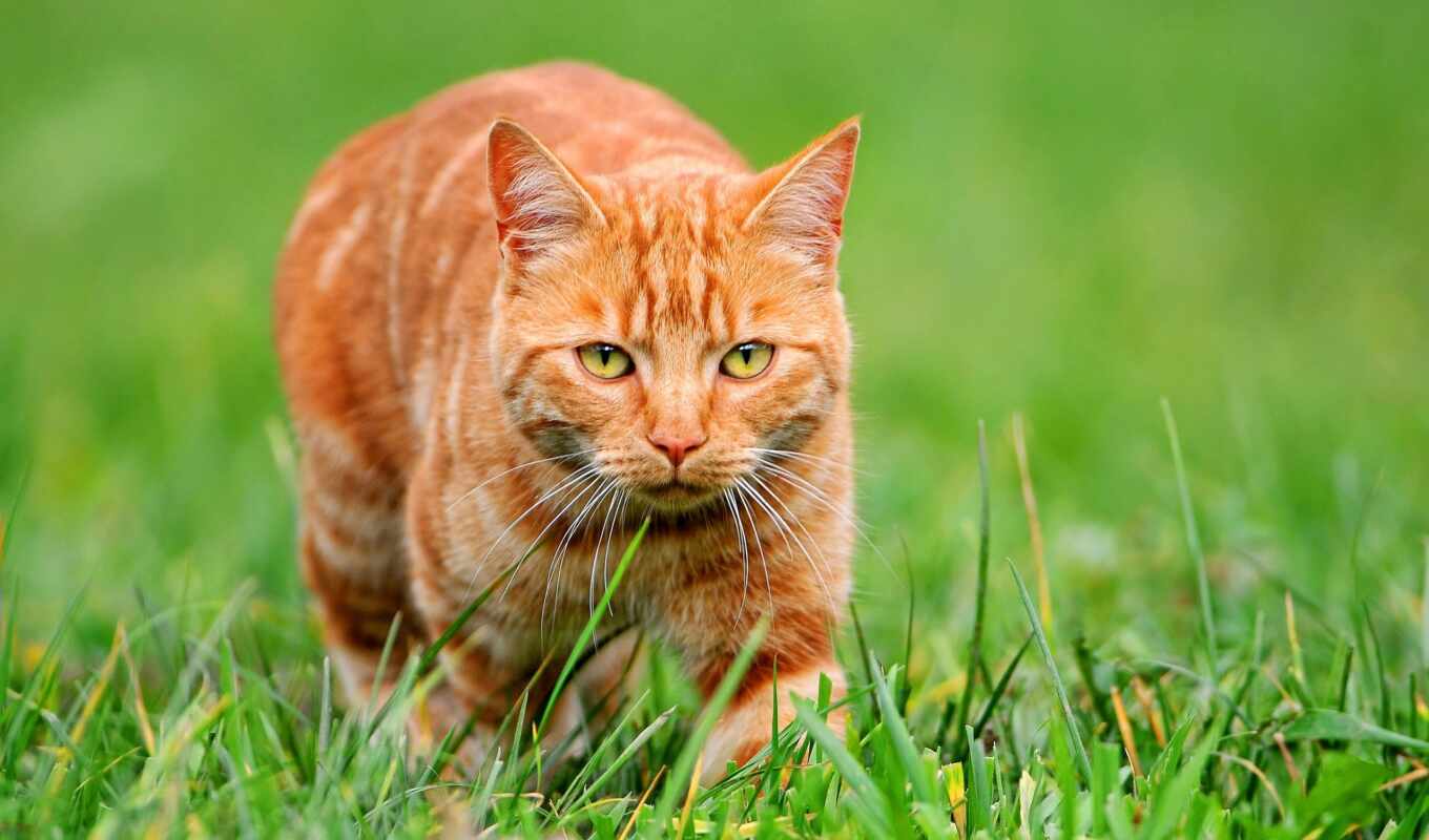 red, grass, cat, cats, photo wallpapers