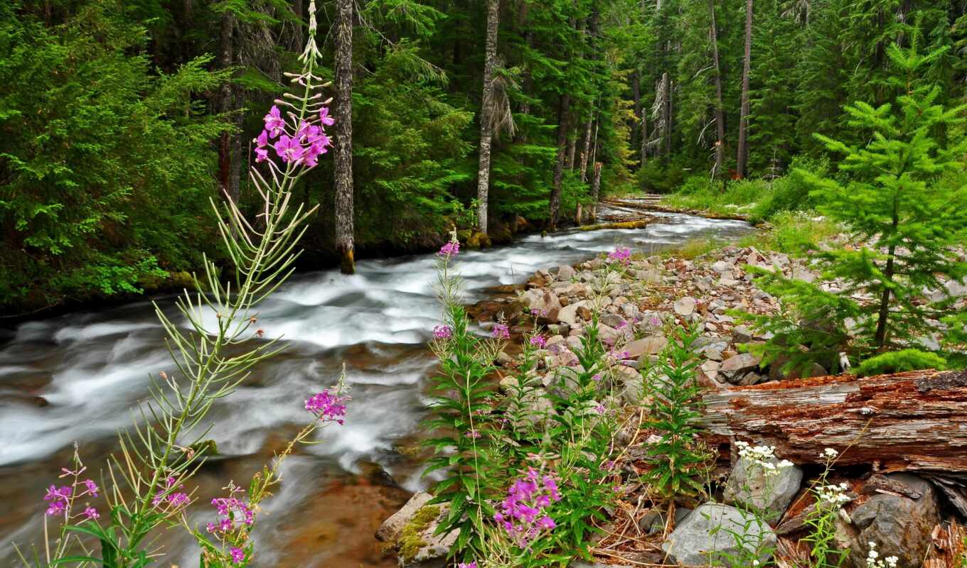 flowers, tree, mountain, river, fore, because