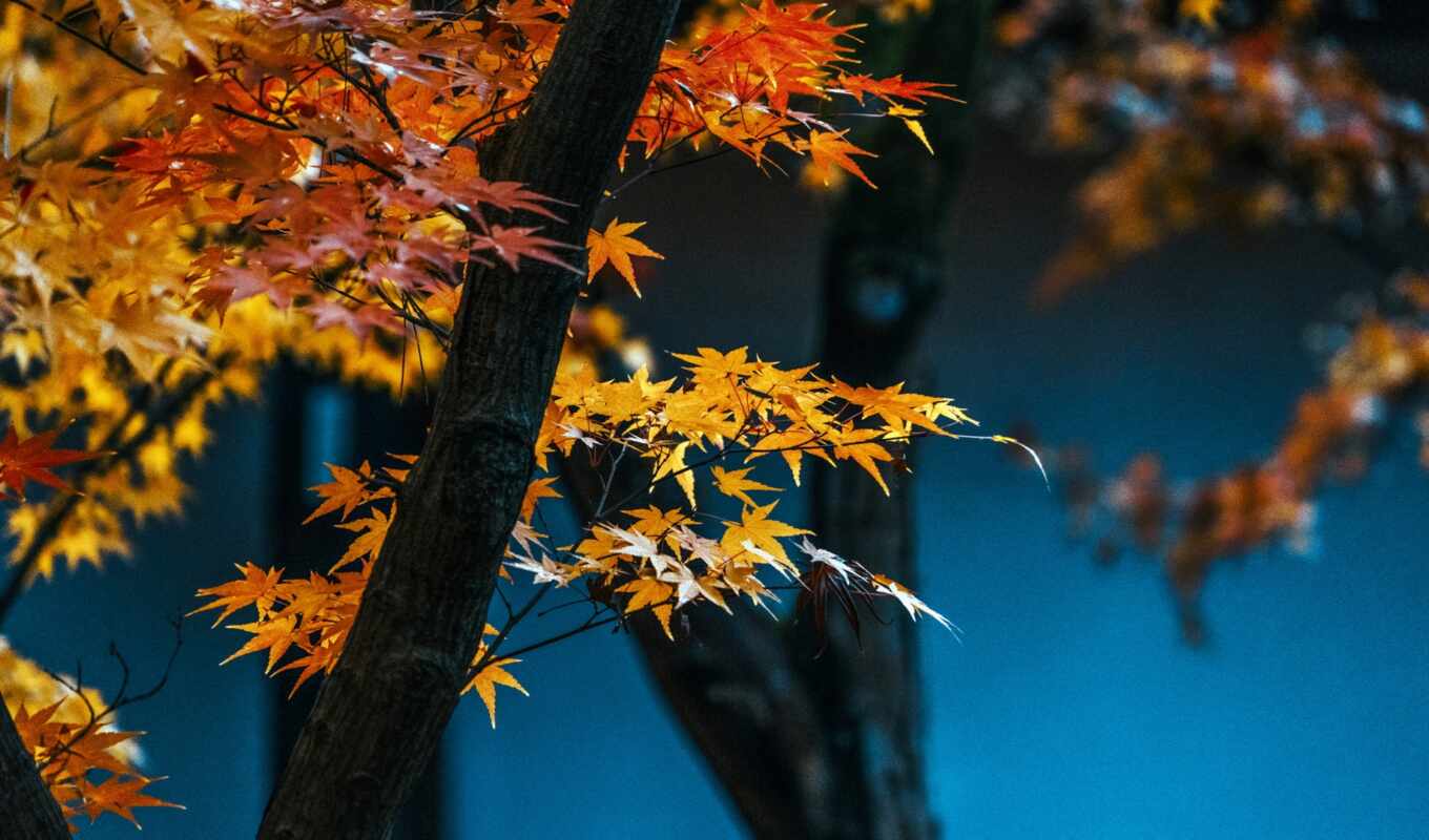 дерево, осень, maple, красивый