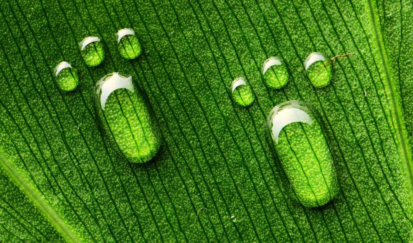 drop, sheet, green, water, verde, leaf, foot, footprint, pixer, huella