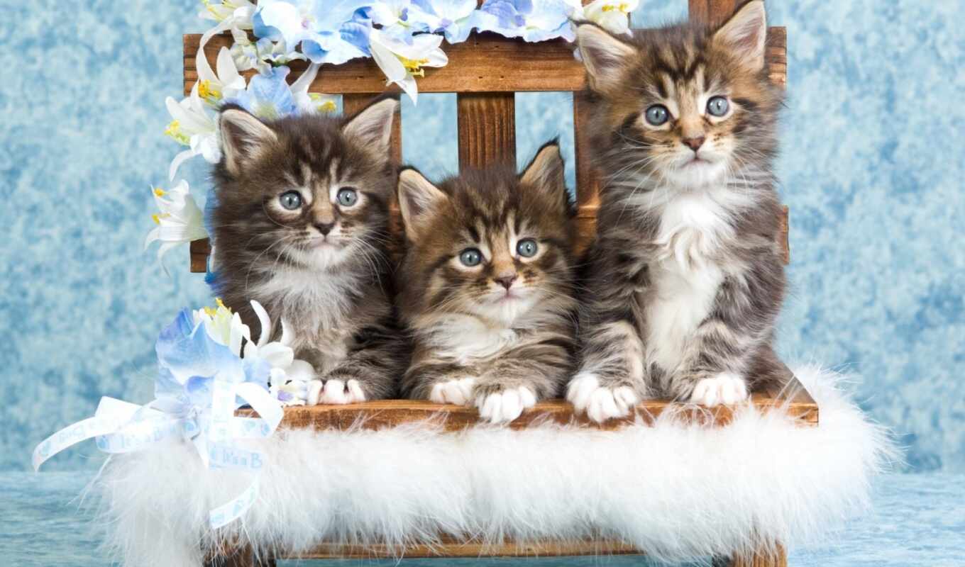 cat, cute, three, little, kitty, animal