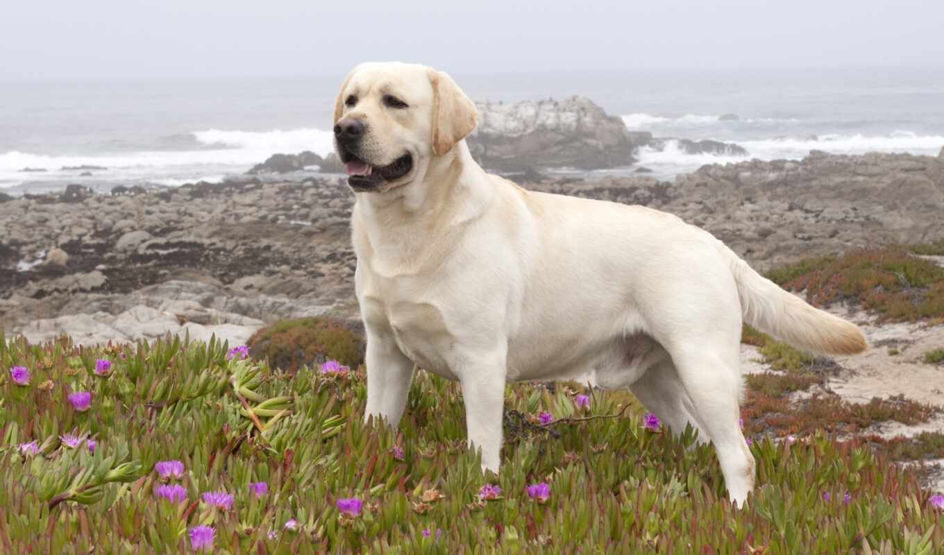 собака, labrador, retriever, pet