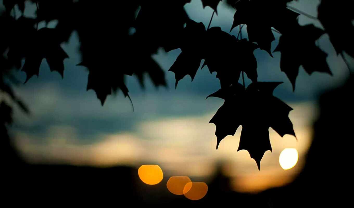 nature, leaves, autumn, similar, leaf, dark