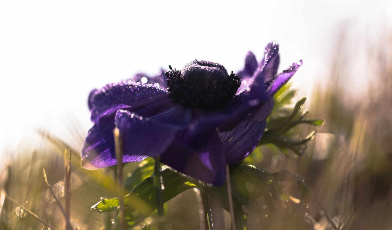 цветы, purple, bokeh