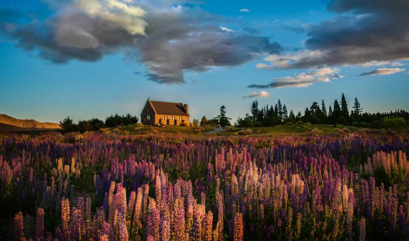 lake, lakes, is, blooming, lupins, the island, second, tekapo, new zealand, south