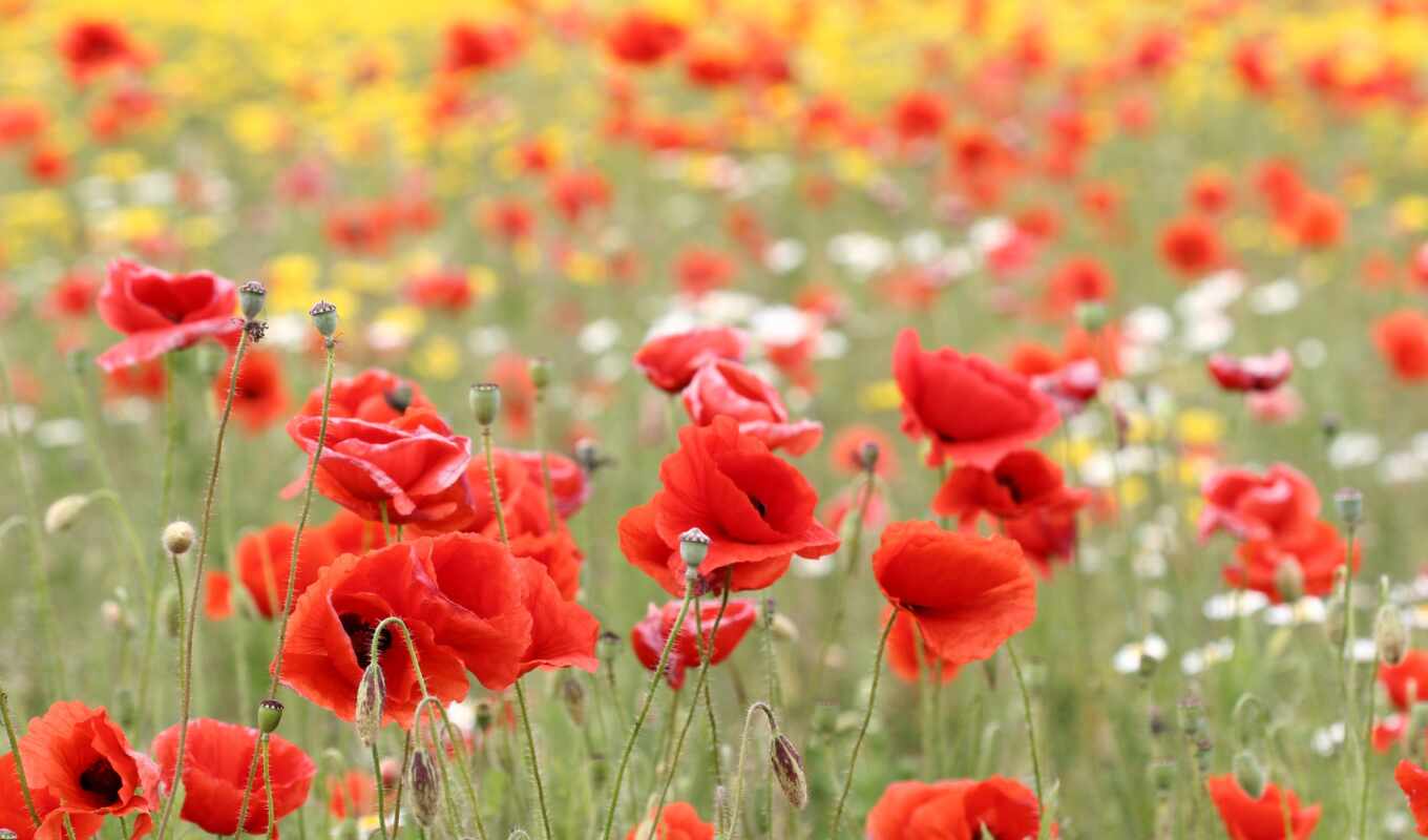 nature, Red, field, cvety, buds, petals, poppies