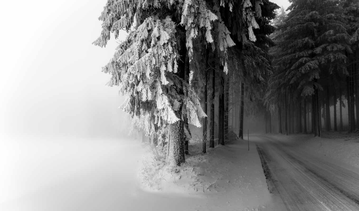 mac, дерево, снег, winter, дорога, тропинка, fore