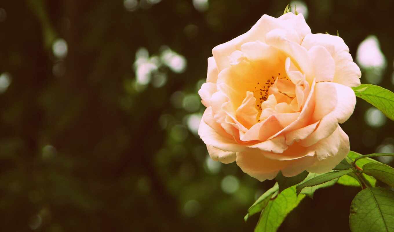 цветы, роза, ми, день, amor, вида, bueno, frase, paola, sábado, im-gene