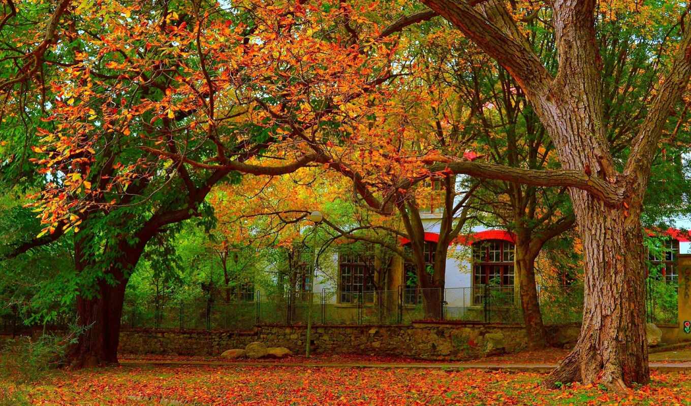 nature, house, tree, cat, autumn, mouth, color, press, leaf, osen, foliage