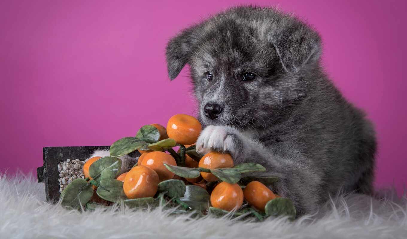 good, cute, dog, orange, meal, aki, sweetheart, akita, narrow