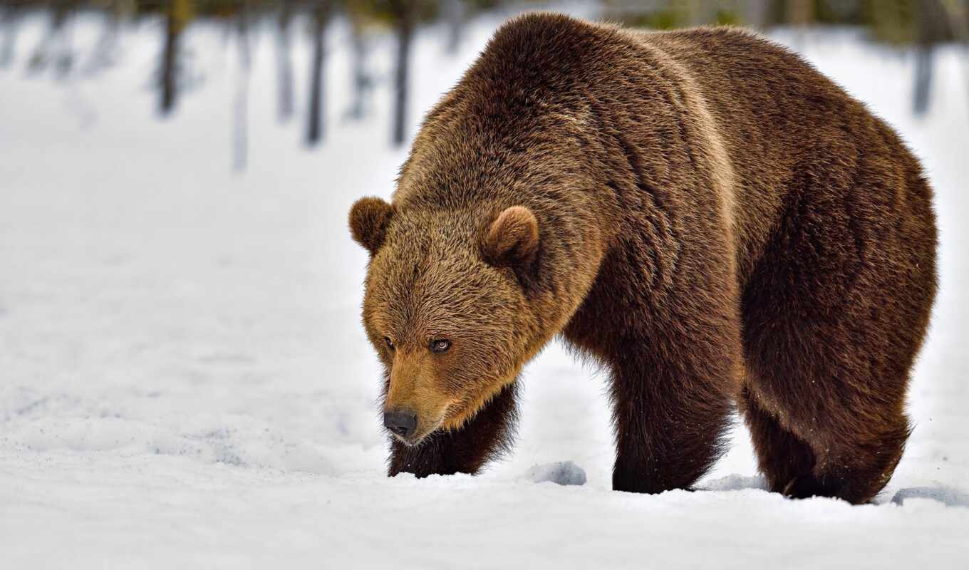 снег, медведь, детёныш, park, national, аляска, семья, прокатиться, id, grizzly