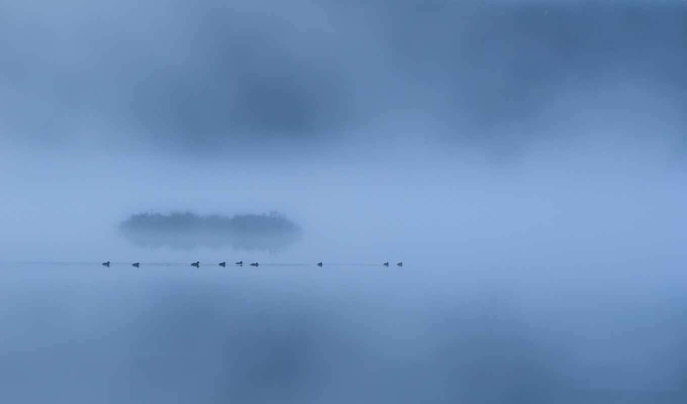lake, sunrise, forest, duck, bird, minimalism, fog, compete