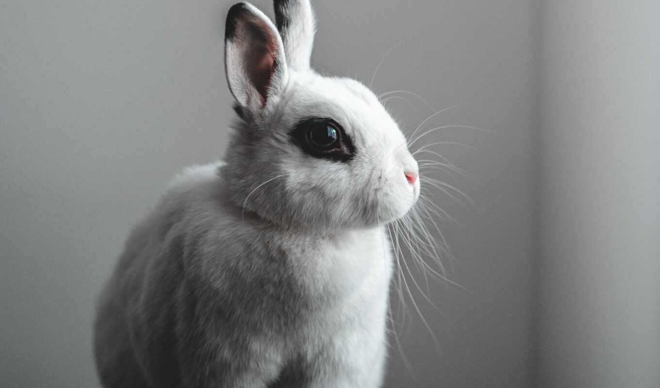 white, name, кролик, заяц, bunny, oir