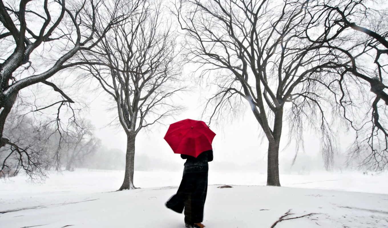 девушка, дерево, снег, зонтик, сакур