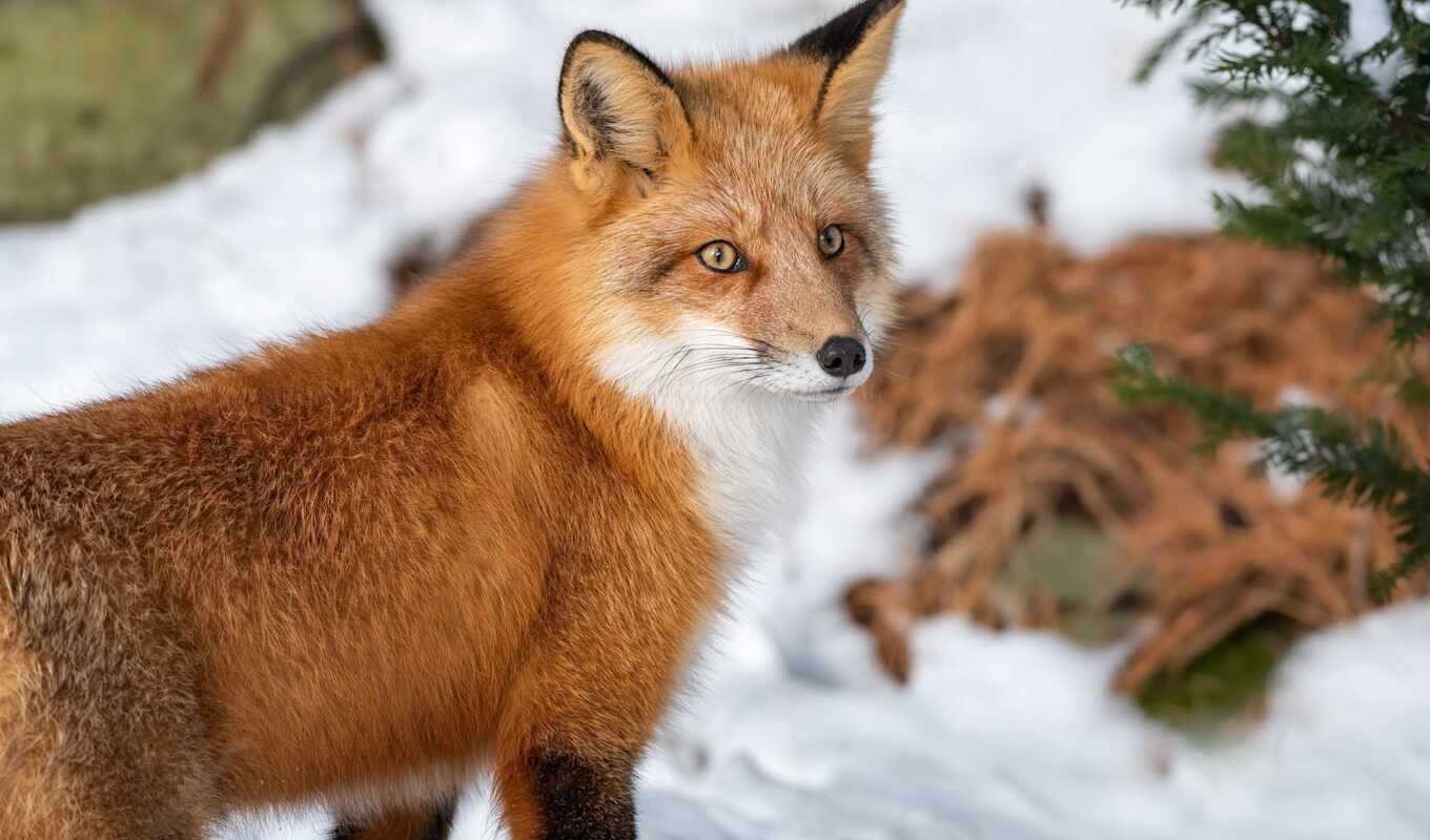 snow, cute, fox, predator