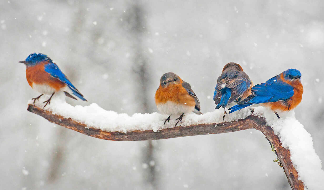 winter, gallery, eastern, bluebird