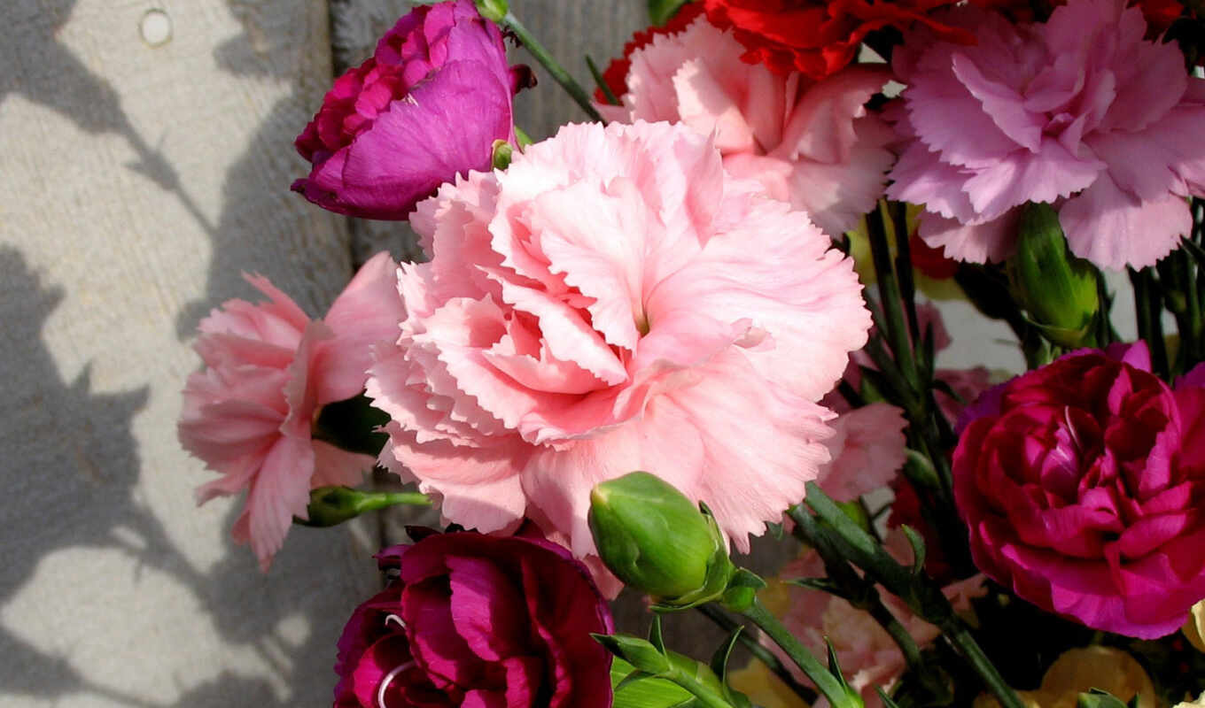 flowers, background, nails