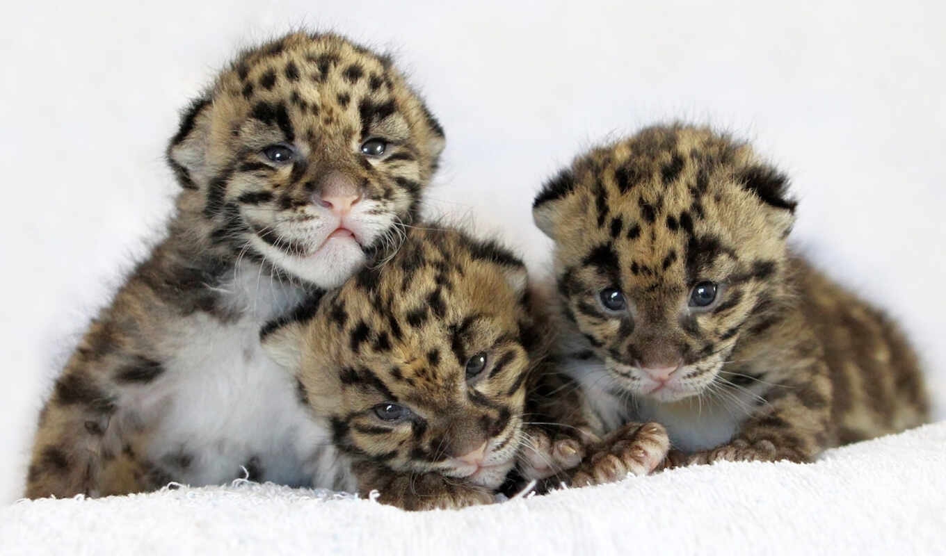 cat, leopard, children