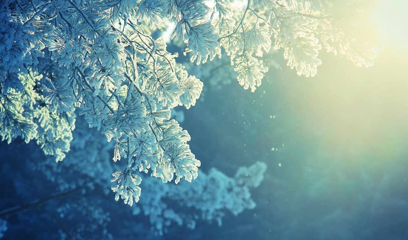 снег, winter, осень, лягушка, branch, холод, красивый, makryi, konechno