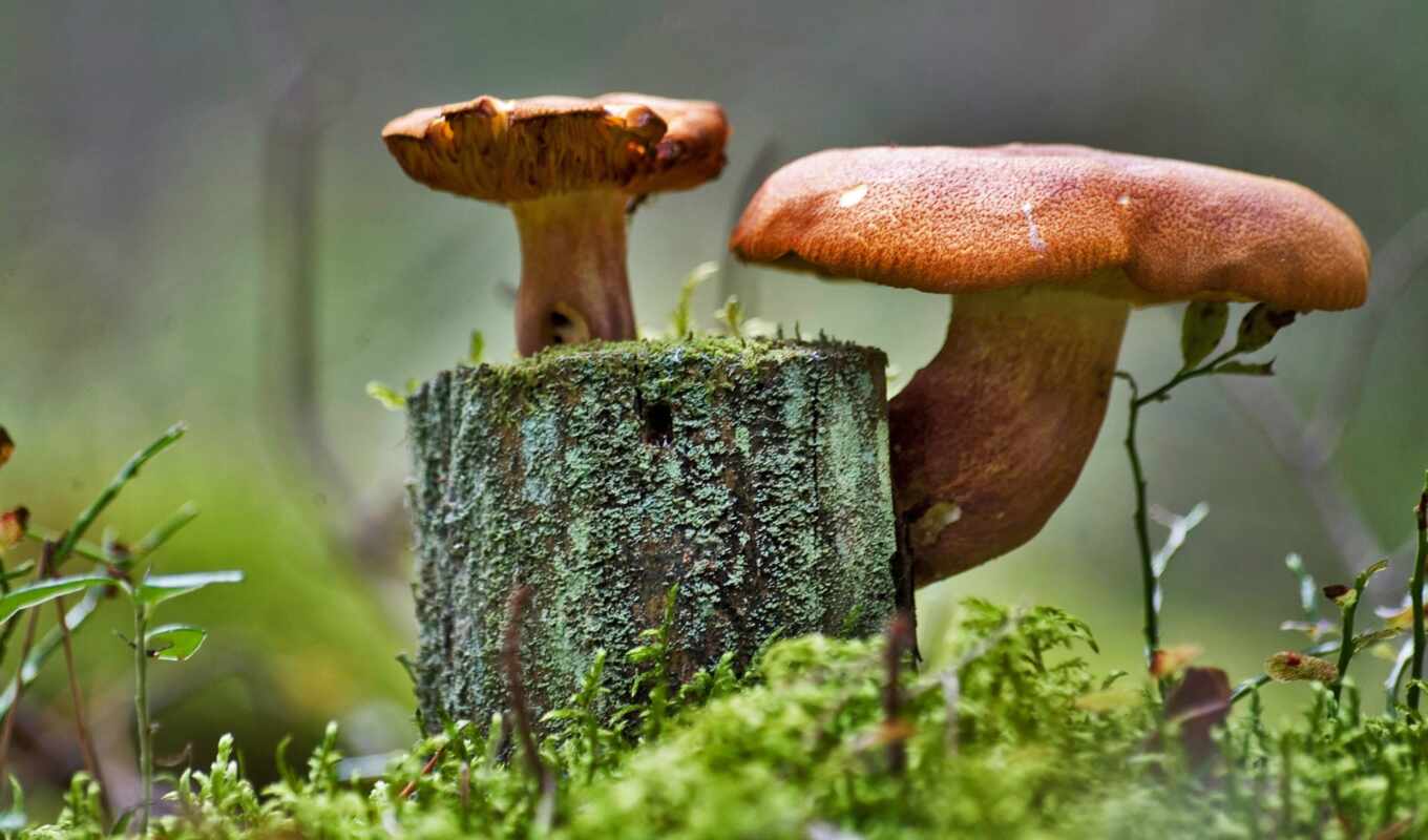 stump, mushroom, grow up